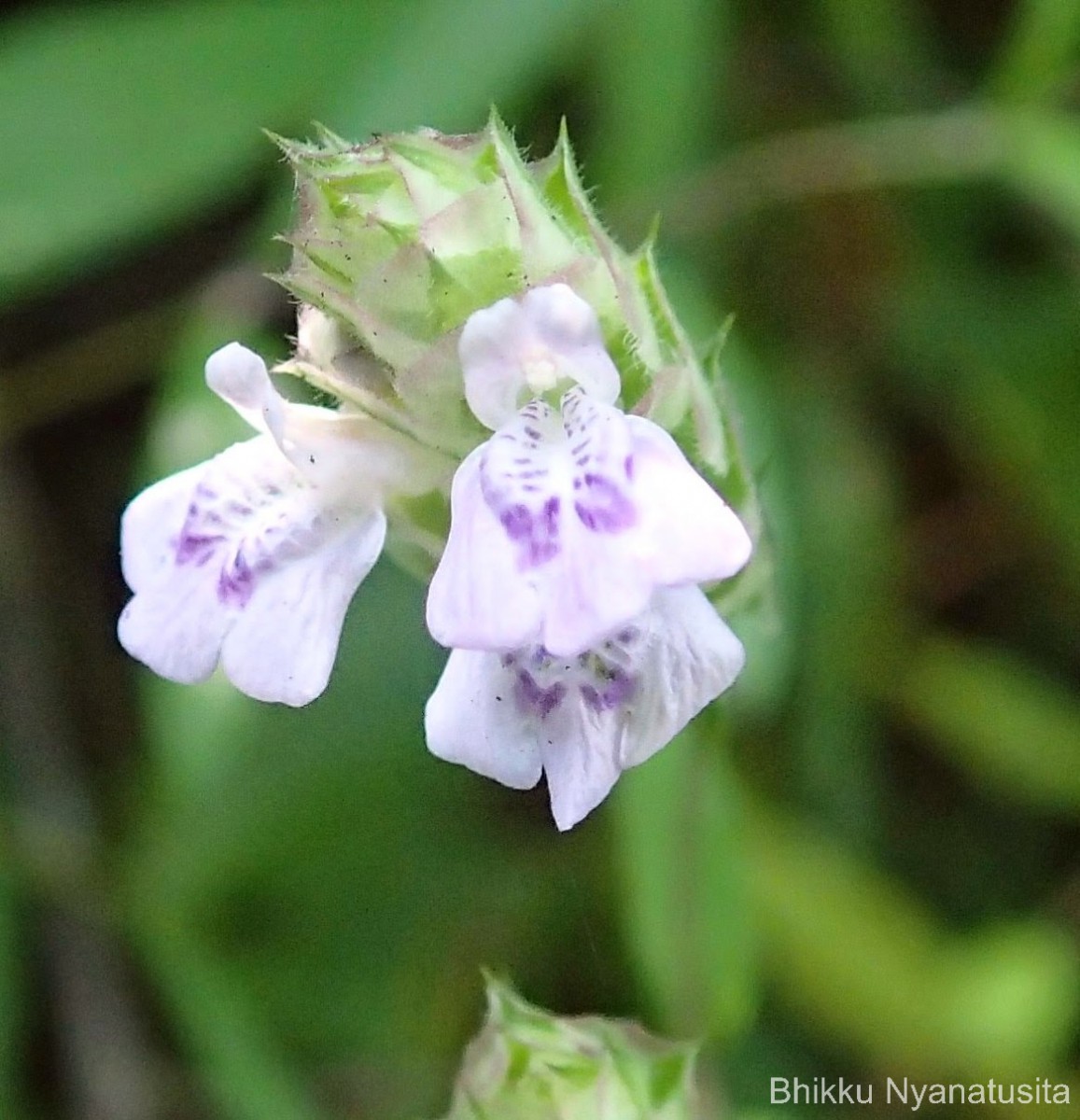 Rungia pectinata (L.) Nees